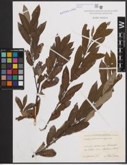 Foto von Salix cinerea L. x Salix repens L.